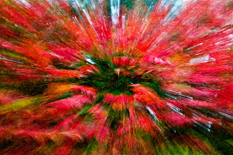 Floral Abstract 1644 Photograph