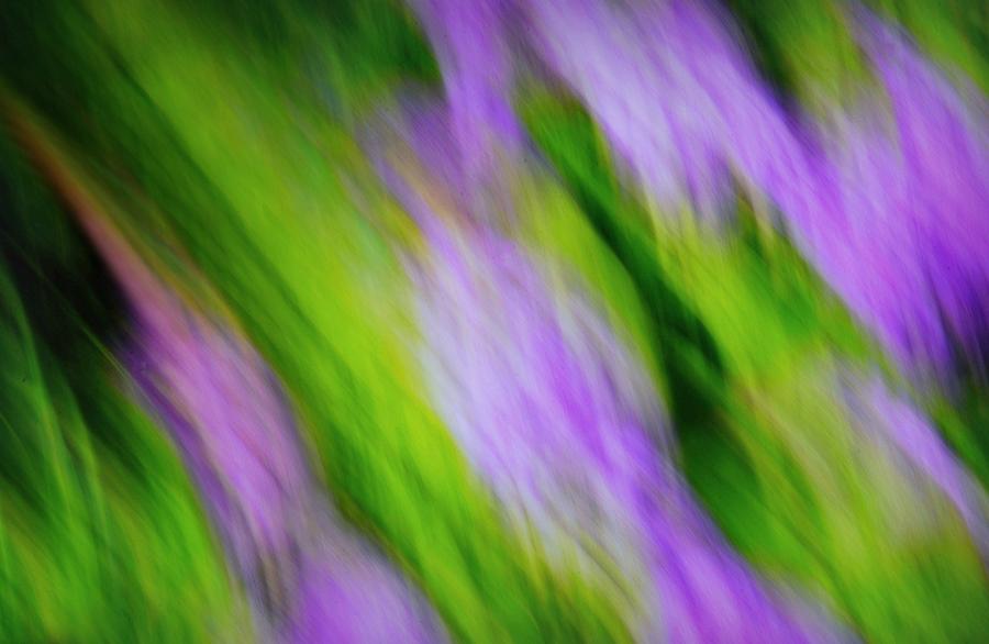Flower Photograph - Floral Abstract 2 by Diana Angstadt