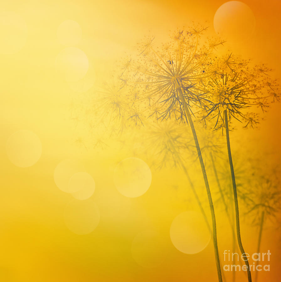 Abstract Digital Art - Floral Abstract Background by Mythja Photography