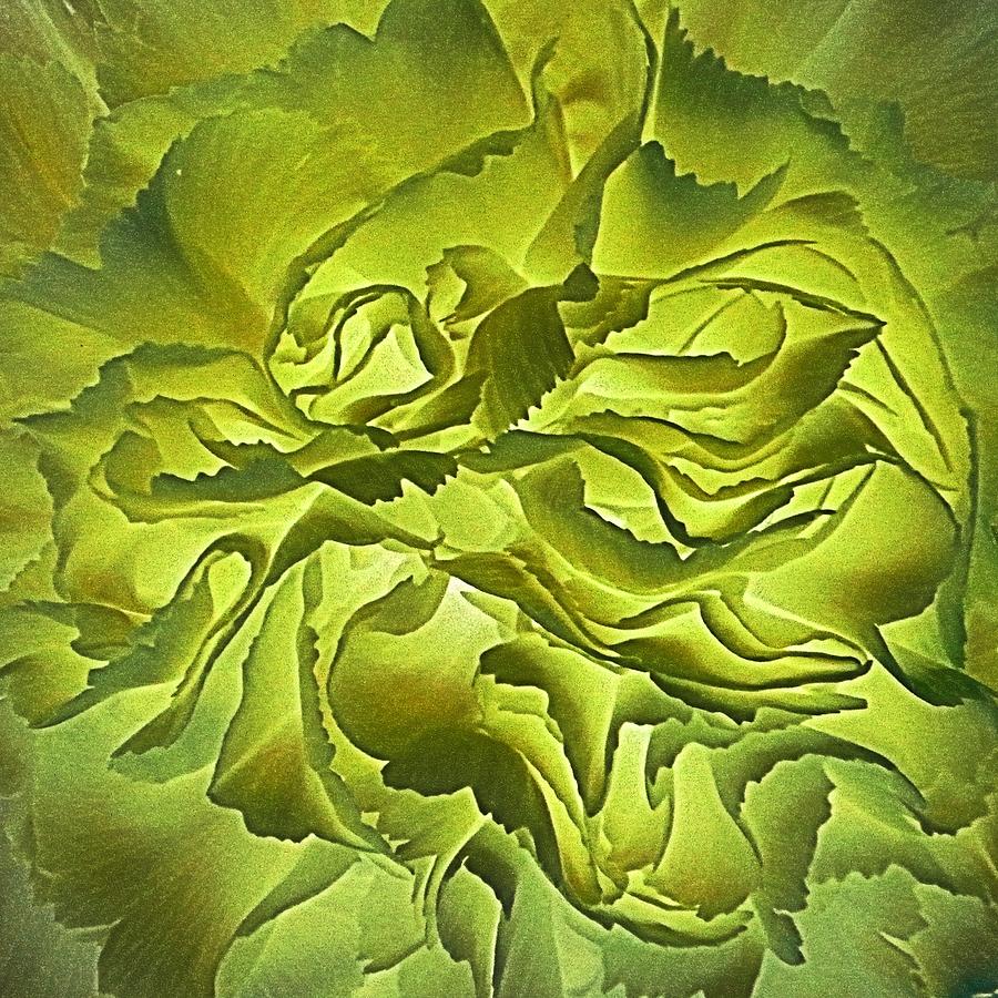 Floral Abstract Carnation Photograph by Doug Morgan