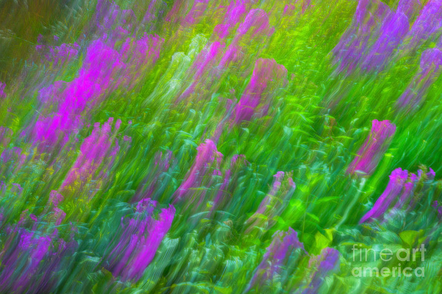 Floral abstract Photograph by Izet Kapetanovic