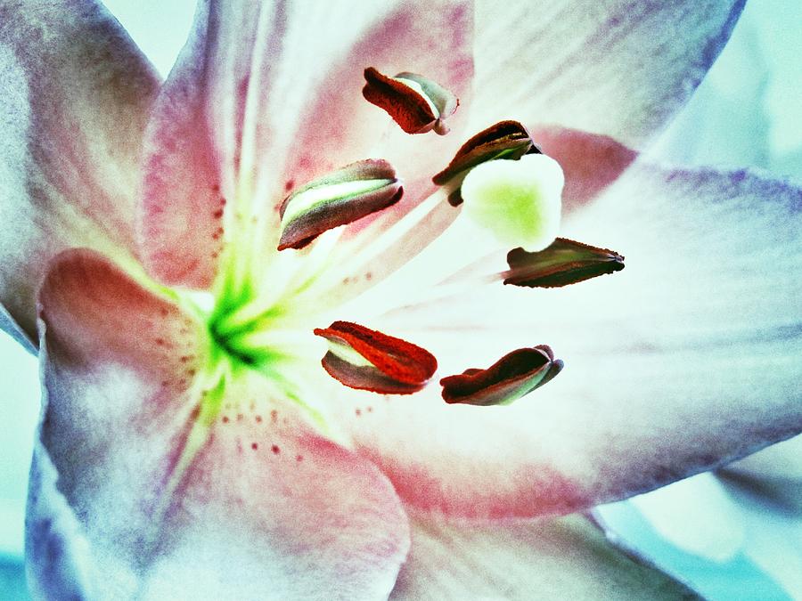 Floral Abstract Pink Blue Lilac Lily - Flower Macro Fine Art Photograph Photograph