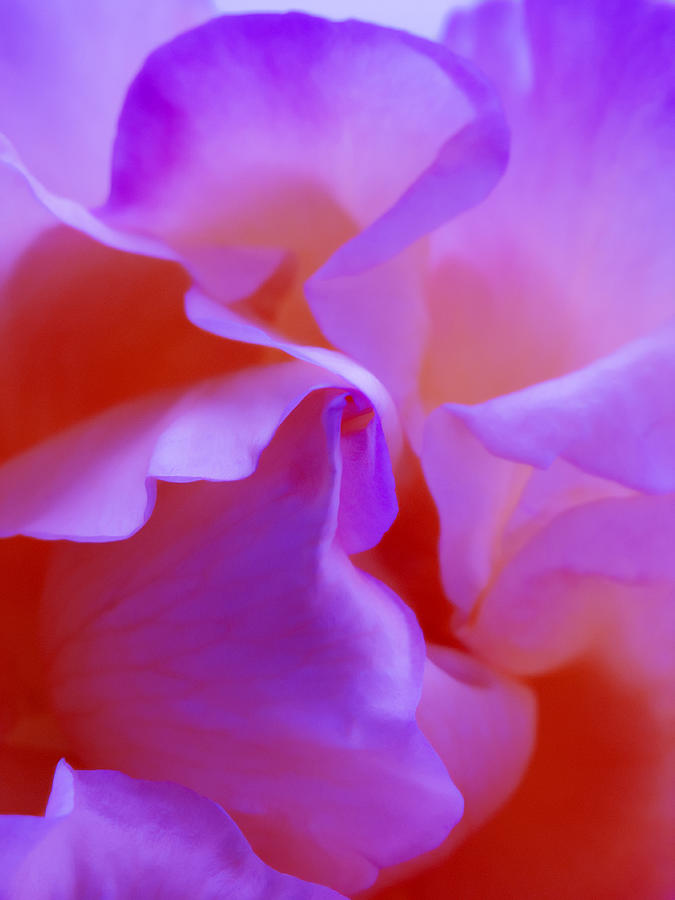 Abstract Red White Orange Pink Flowers Art Work Photography Photograph by Nadja Drieling - Flower- Garden and Nature Photography - Art Shop