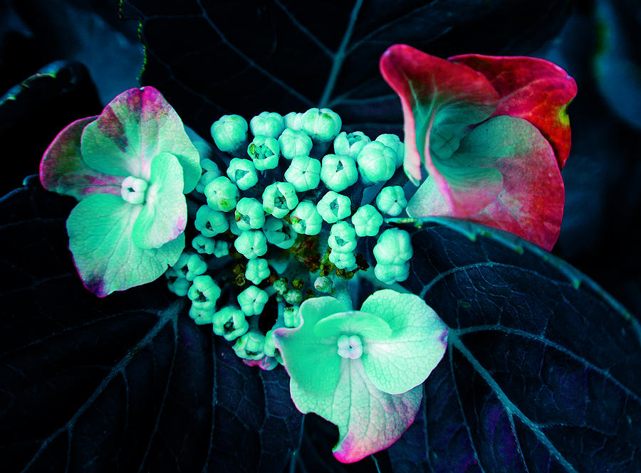 Floral Aquatic Photograph by Laurie Tsemak