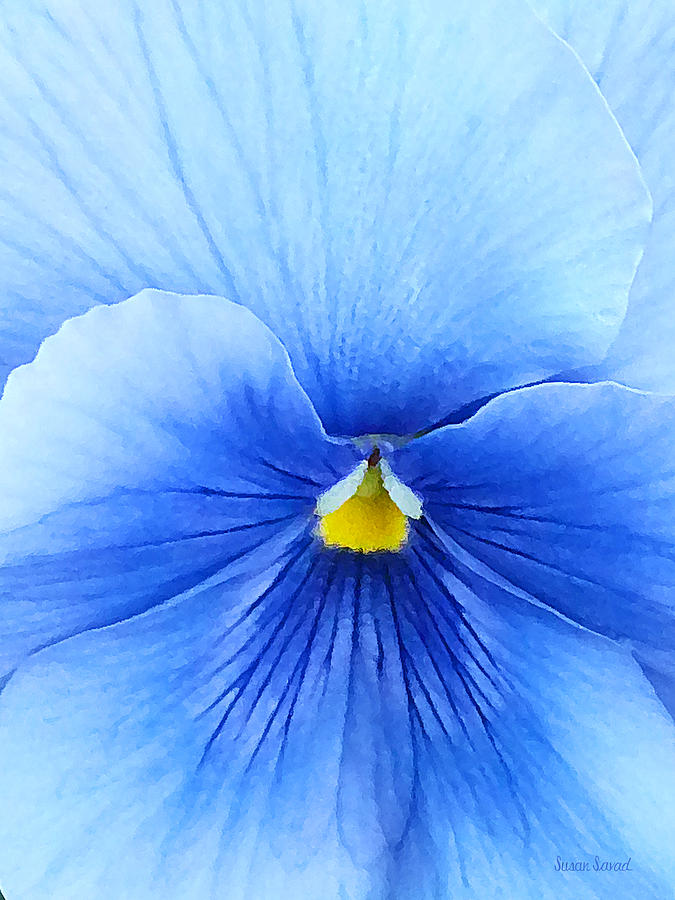 Flower Photograph - Floral - Baby Blue Pansy by Susan Savad