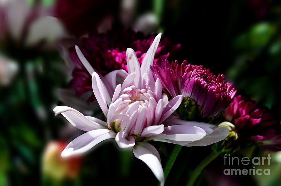 Floral Beauty Photograph by Michelle Meenawong