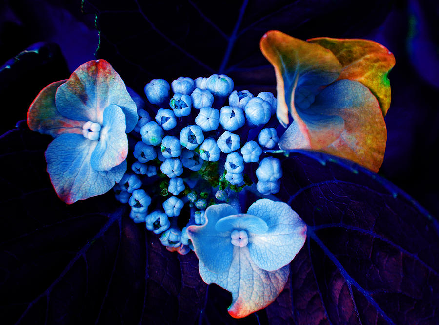 Floral Blues Photograph by Laurie Tsemak