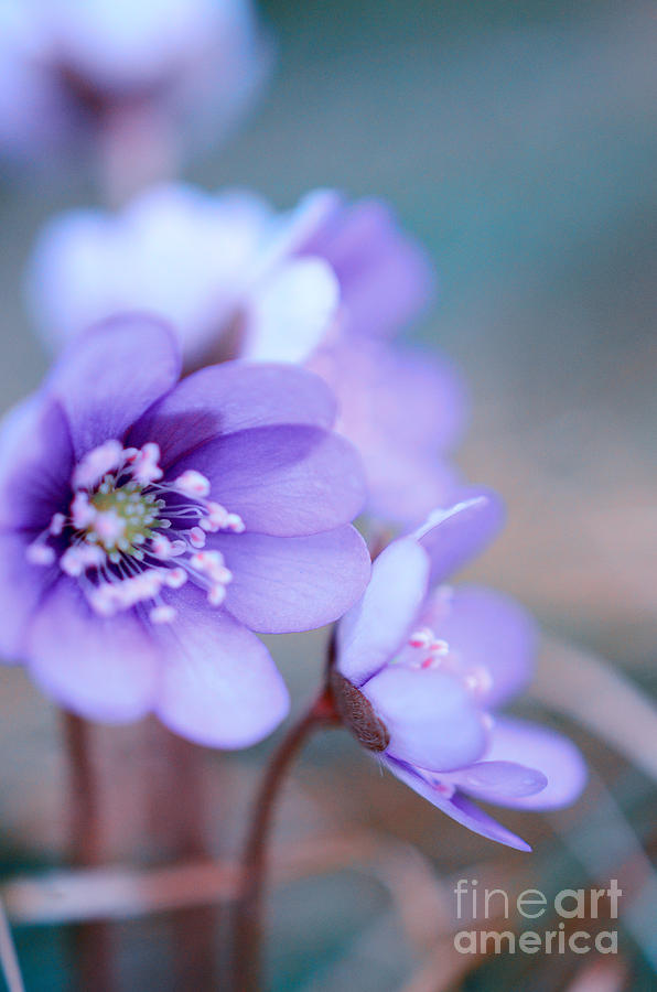 Spring Photograph - Floral Blues by Sabine Jacobs