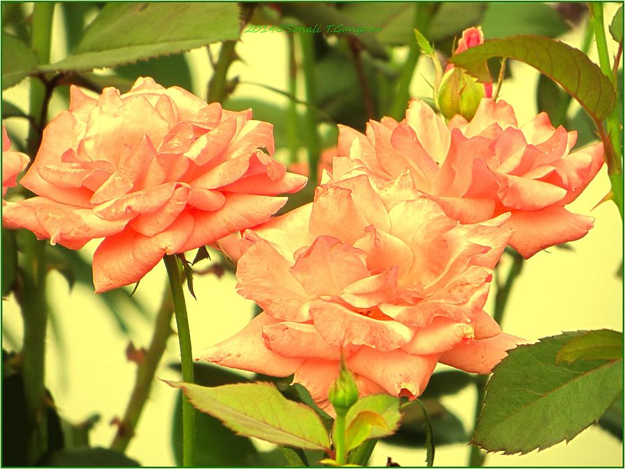 Greetingcards Photograph - Floral Bonding by Sonali Gangane