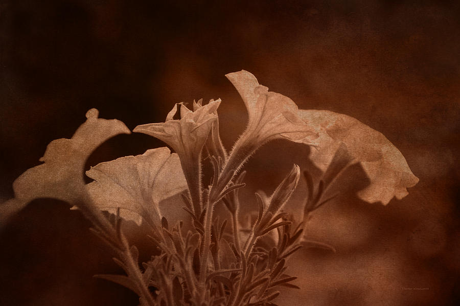 Flower Mixed Media - Floral Burnt Umber Textured by Thomas Woolworth