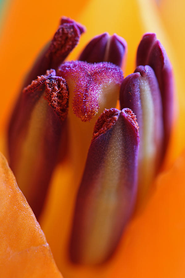 Lily Photograph - Floral Celebrity by Juergen Roth