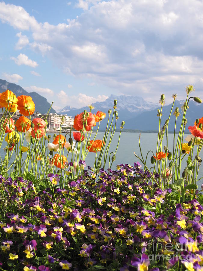 Nature Photograph - Floral Coast 3 by Amanda Mohler