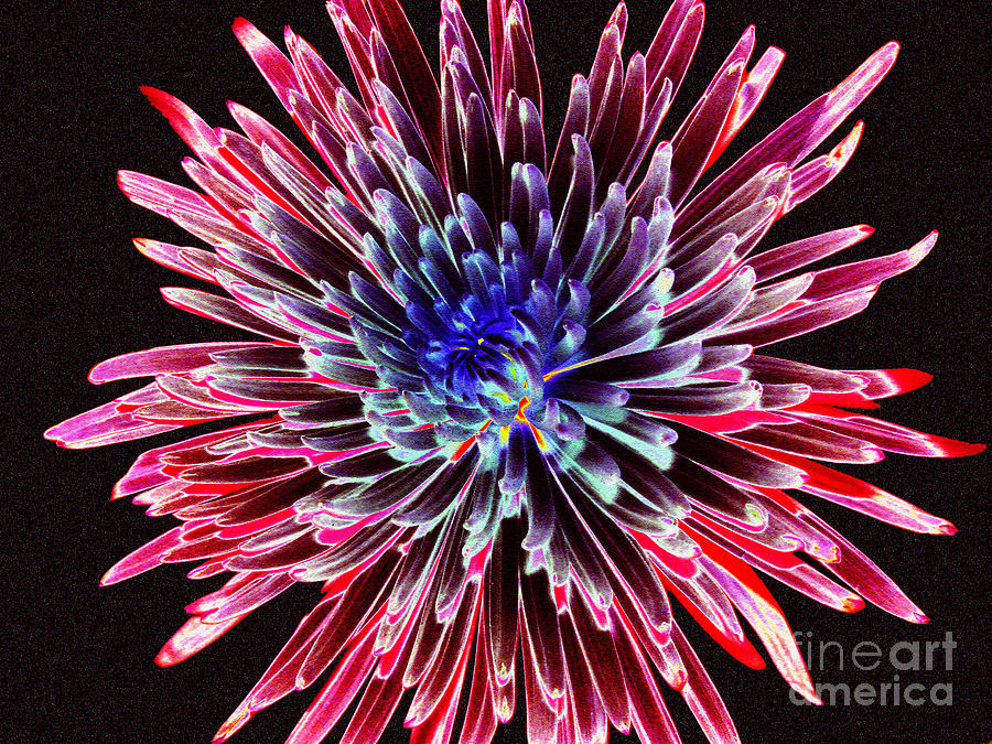 Floral Color Burst Photograph by Sue Melvin