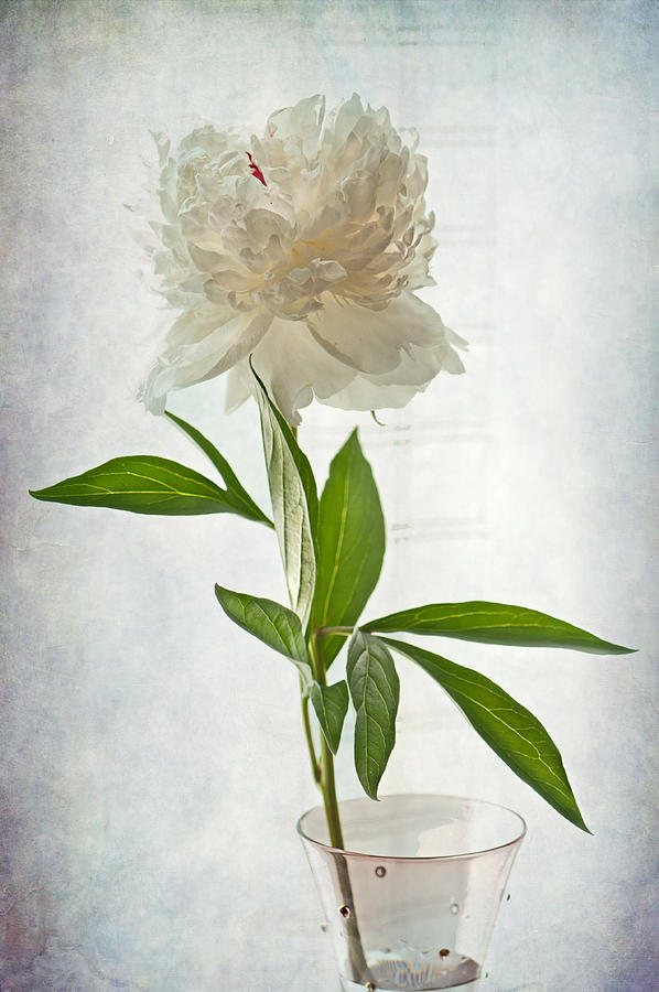 Flower Photograph - Floral Conversation by Maggie Terlecki
