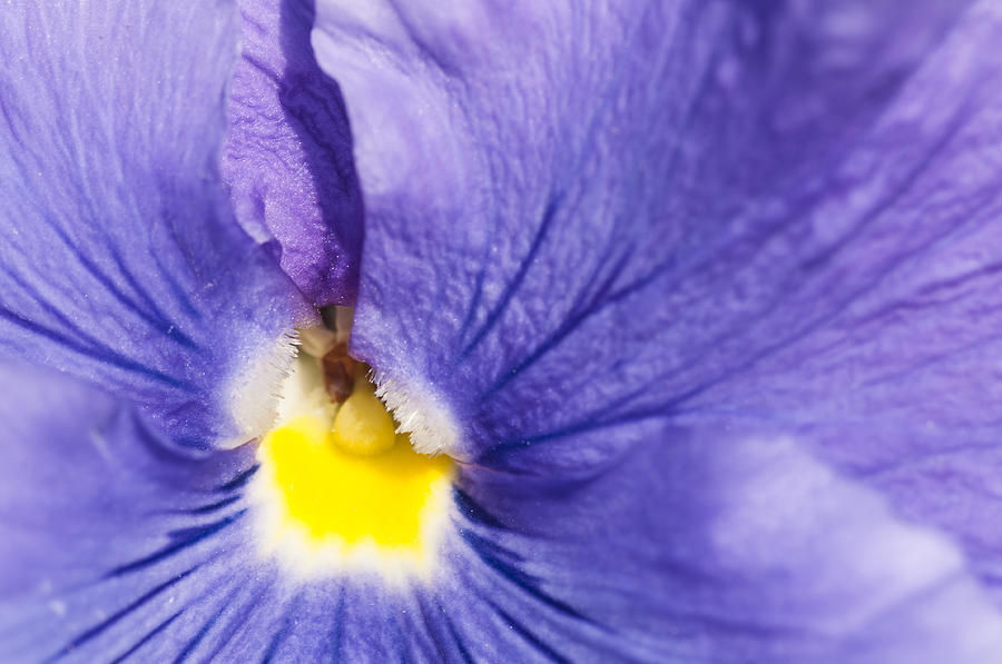 Floral detail pansy purple and yellow Photograph by Matthias Hauser
