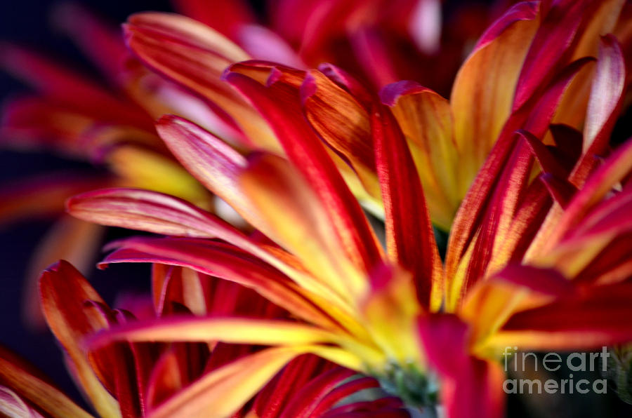 Flower Photograph - Floral Explosion by Deb Halloran