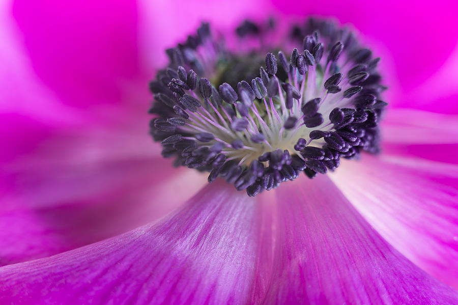 Floral Explosion by Kim Aston Floral Explosion by Kim Aston