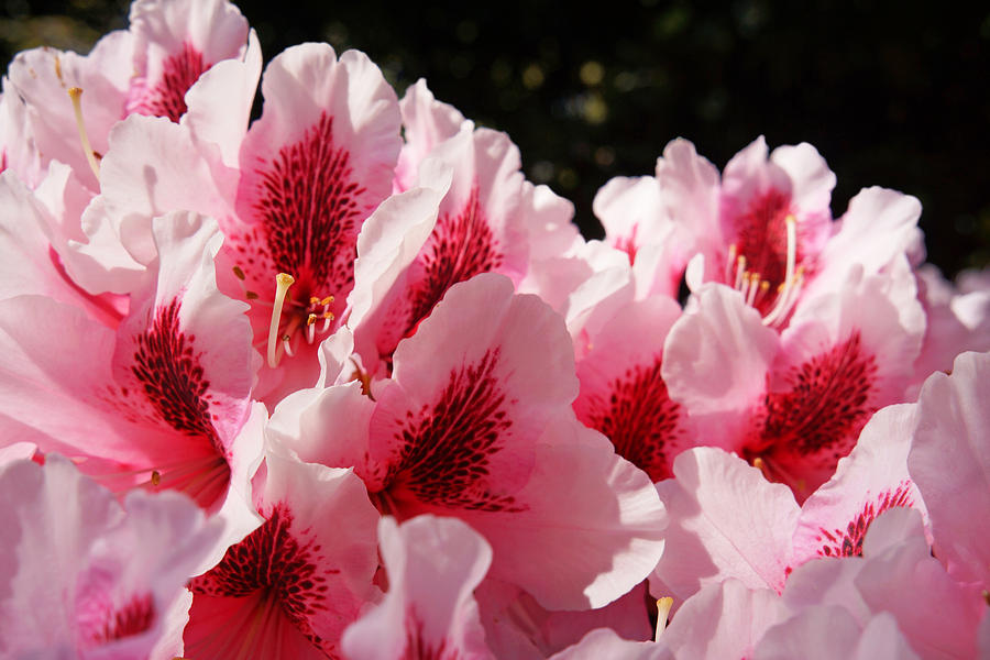 Floral Fine Art Prints Pink Rhodies Flowers Photograph