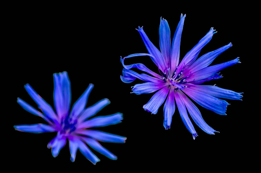 Floral Fireworks Photograph by Brian Stevens