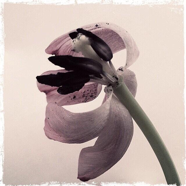 Flowers Still Life Photograph - #floral #flower #tulip #wilted #faded by Jan Pan