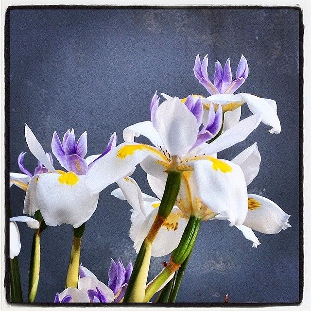 Iris Photograph - #floral #flowers #iris #mv_floral by Mike Valentine