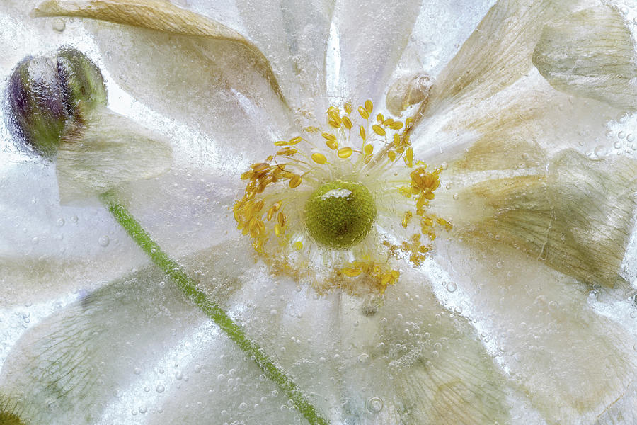 Flower Photograph - Floral Freeze by Mandy Disher