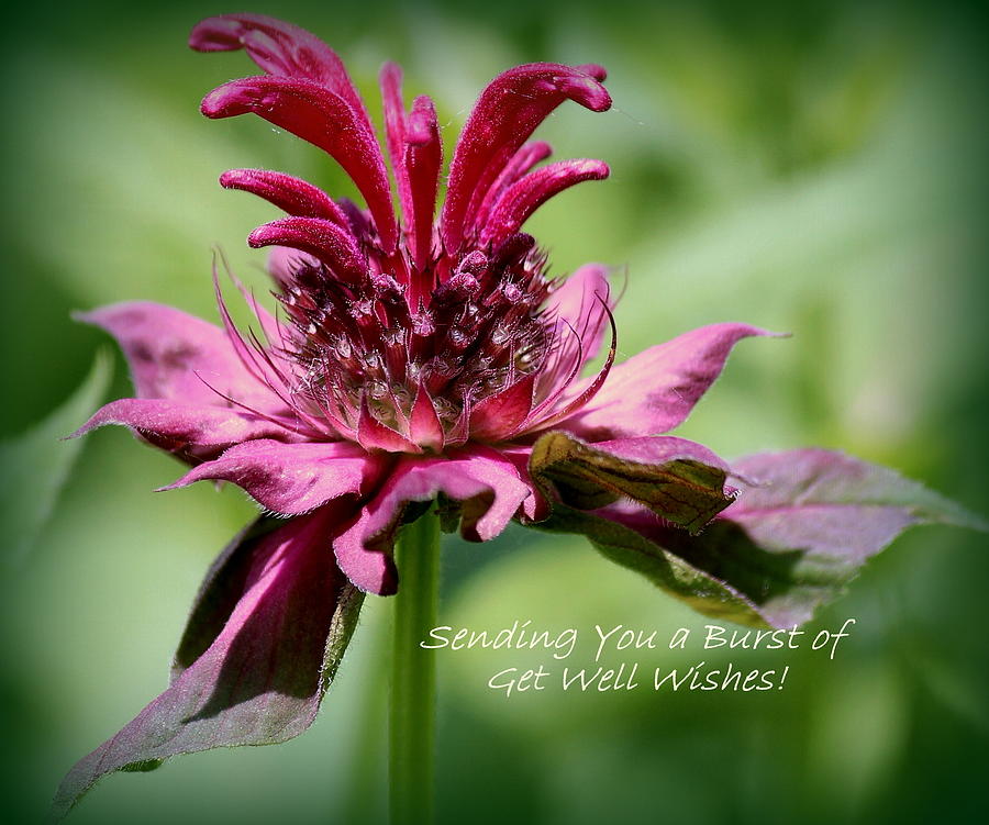 Nature Photograph - Floral Get Well Wishes by Rosanne Jordan