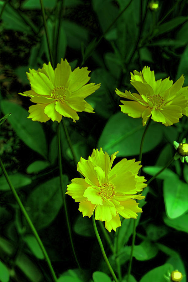 Floral Glow Photograph by Bonnie Willis