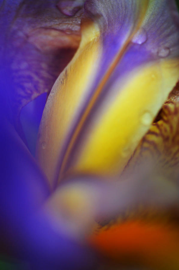 Floral Healer. Iris Macro Photograph by Jenny Rainbow