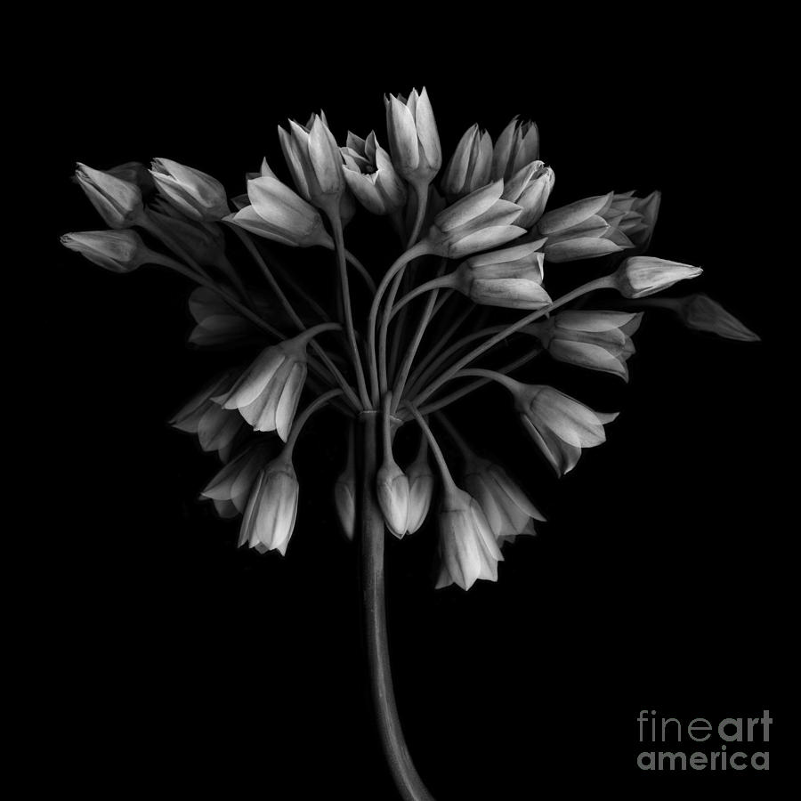 Black And White Photograph - Floral Hydra by Oscar Gutierrez