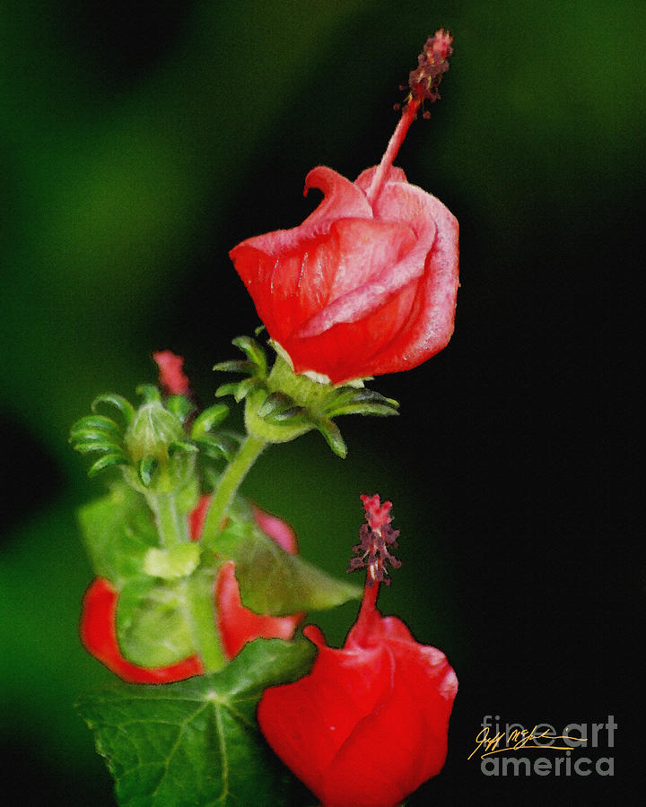 Flower Photograph - Floral II by Jeff McJunkin