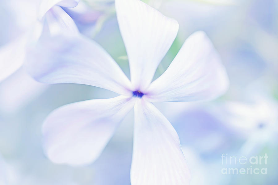 Flower Photograph - Floral in Pastel Tones of Blue by Natalie Kinnear