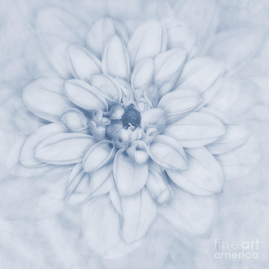 Nature Photograph - Floral Layers Cyanotype by John Edwards