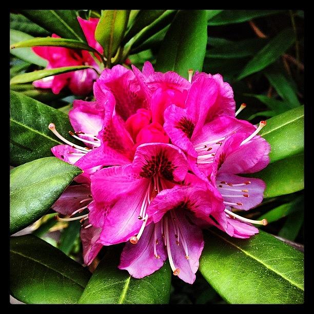 Summer Photograph - Floral love by Caseofinstagram  