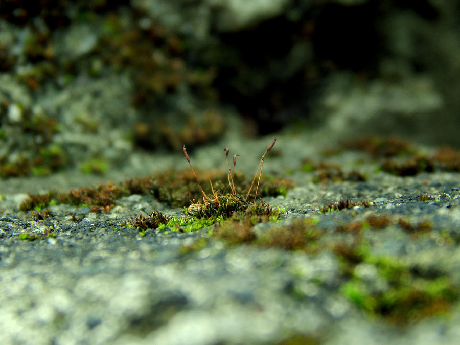 Wildlife Photograph - Floral Moss by Dave Alviorazi