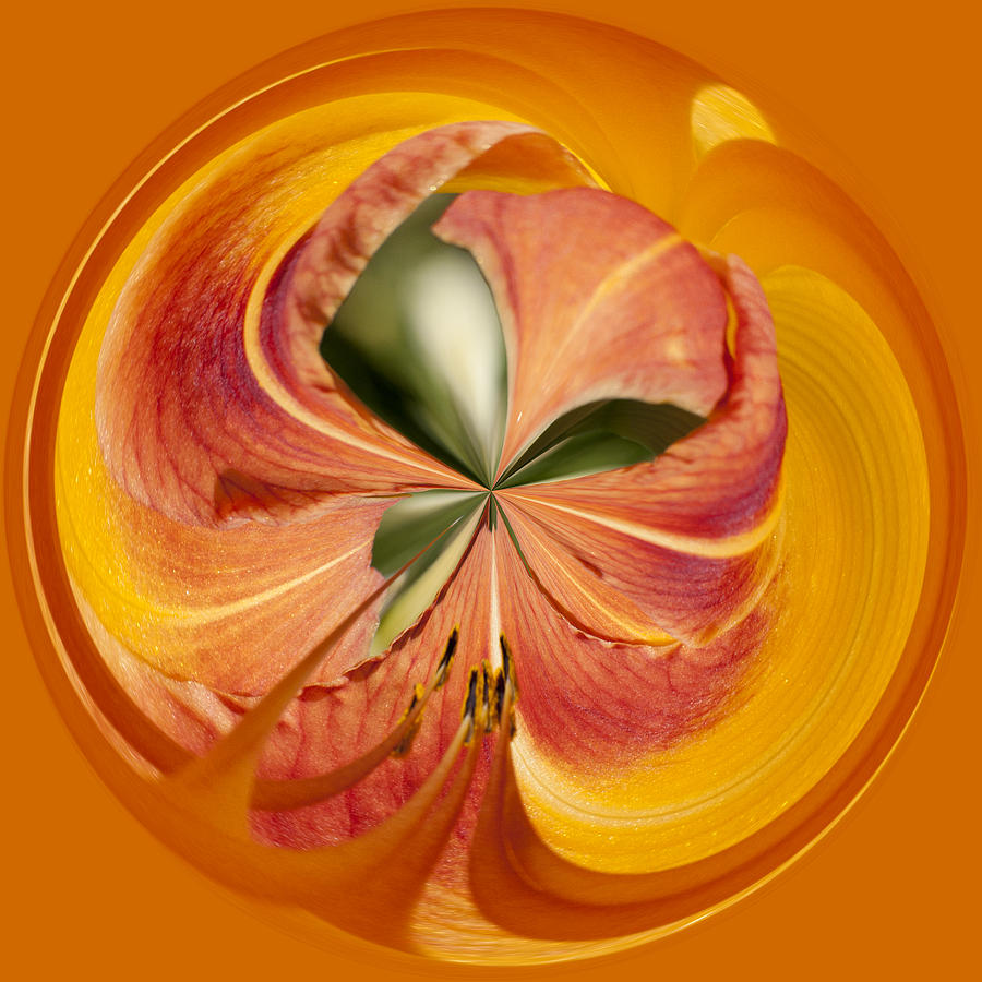 Floral Orange Orb Photograph by Wes and Dotty Weber