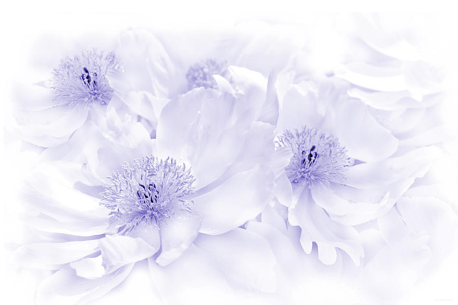 Floral Peonies in Lavender Photograph by Jennie Marie Schell