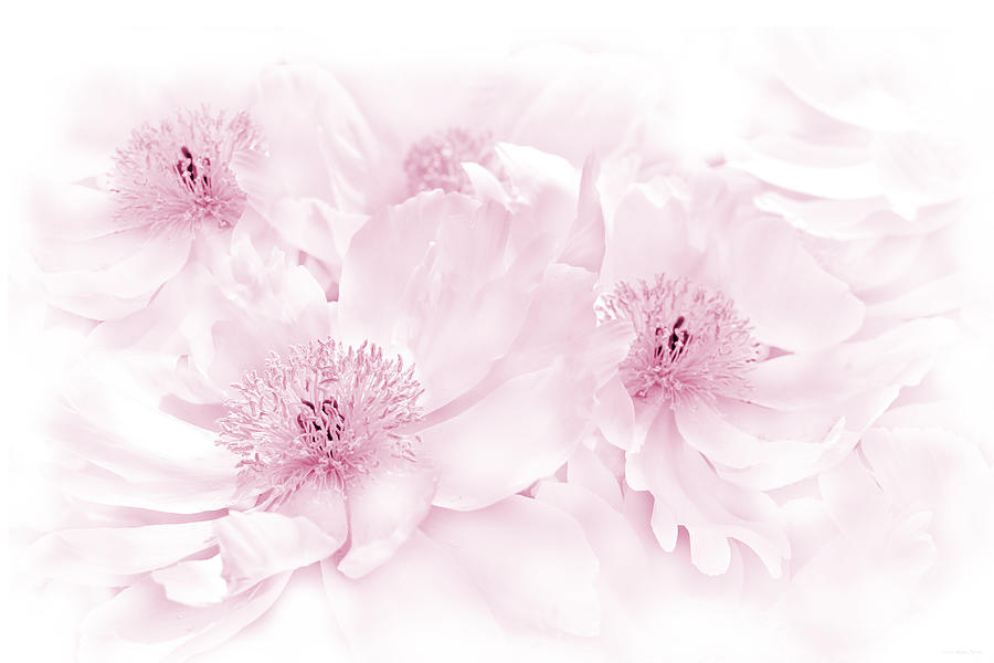 Floral Peonies in Pink Photograph by Jennie Marie Schell