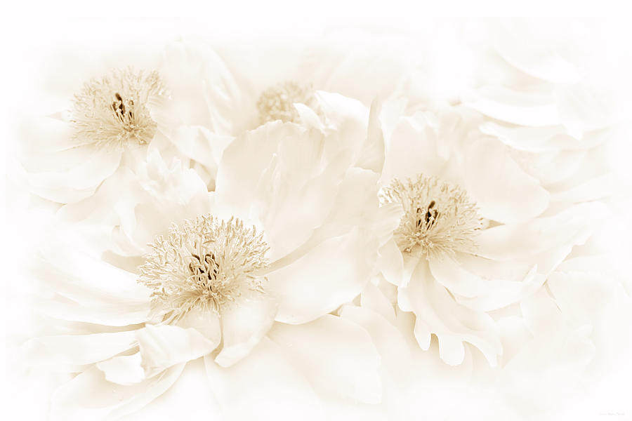 Floral Peonies in Soft Brown Photograph by Jennie Marie Schell