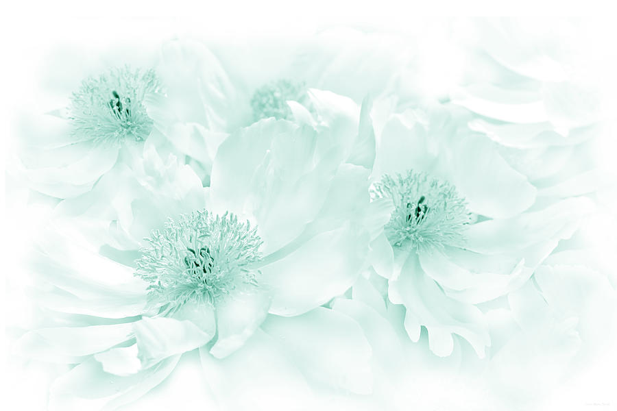 Floral Peonies in Teal Photograph by Jennie Marie Schell