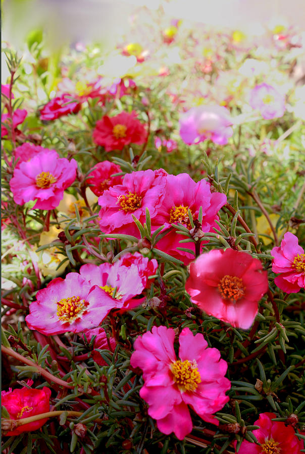 Floral Portulaca Garden Photograph by Bonnie Willis