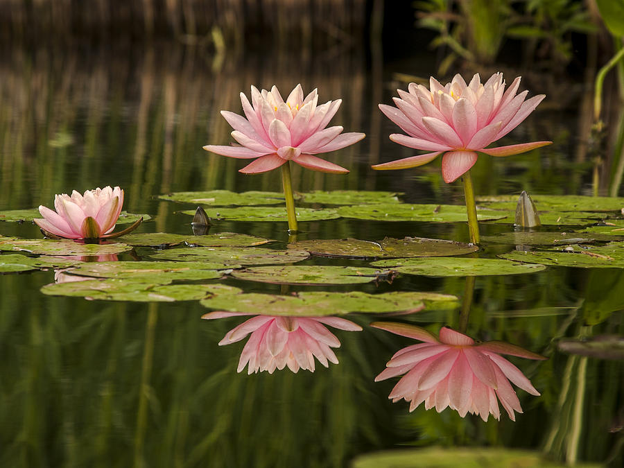 Floral Reflections Photograph by Andy Smetzer