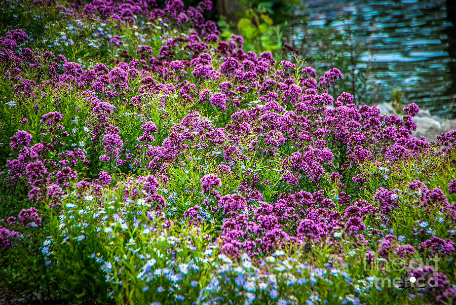 Floral Rivers Edge Photograph by Grace Grogan