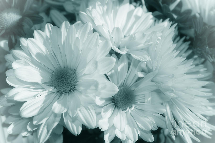 Daisy Photograph - Floral Serendipity by Cathy Beharriell