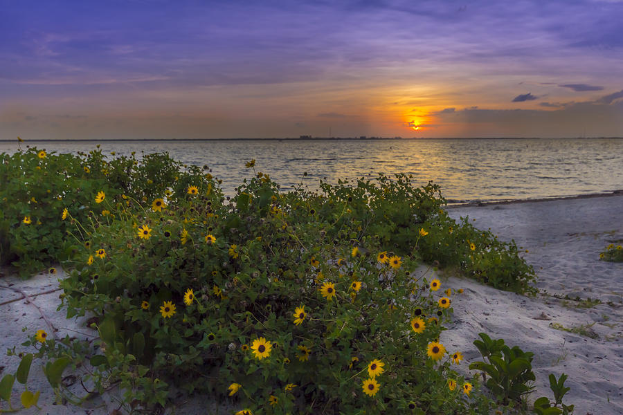 Clearwater Photograph - Floral Shore by Marvin Spates