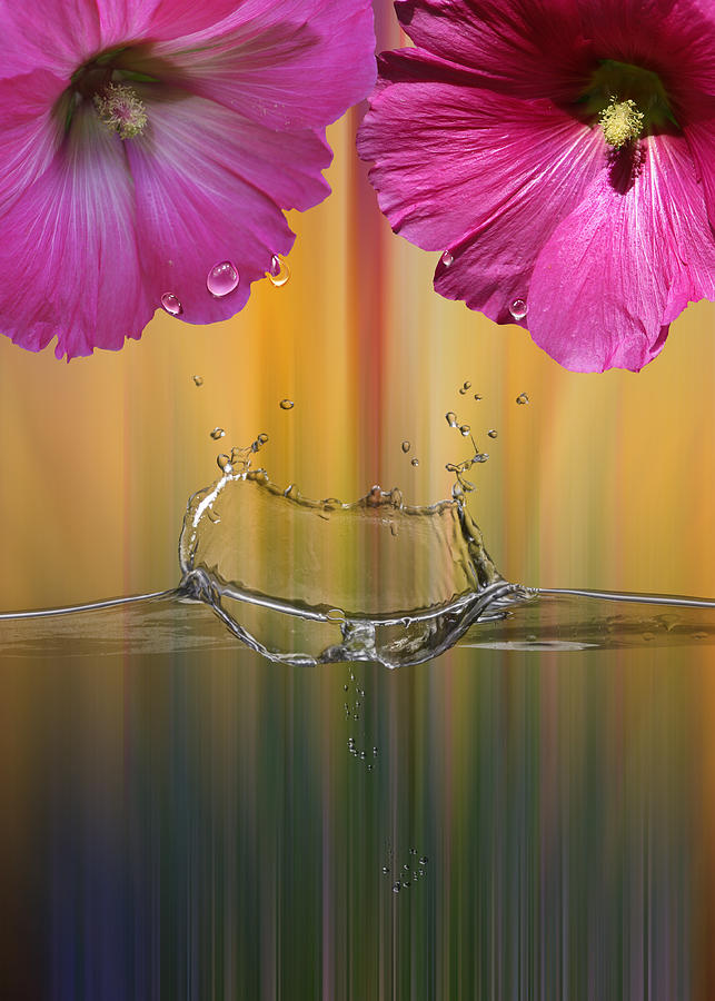 Floral Splash Photograph by Bill and Linda Tiepelman
