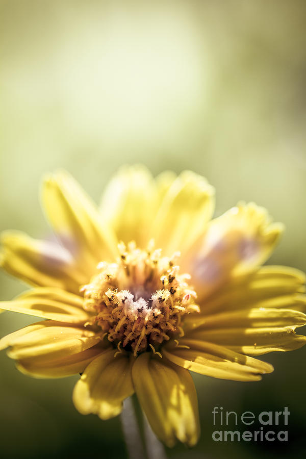 Floral Sunlight Photograph