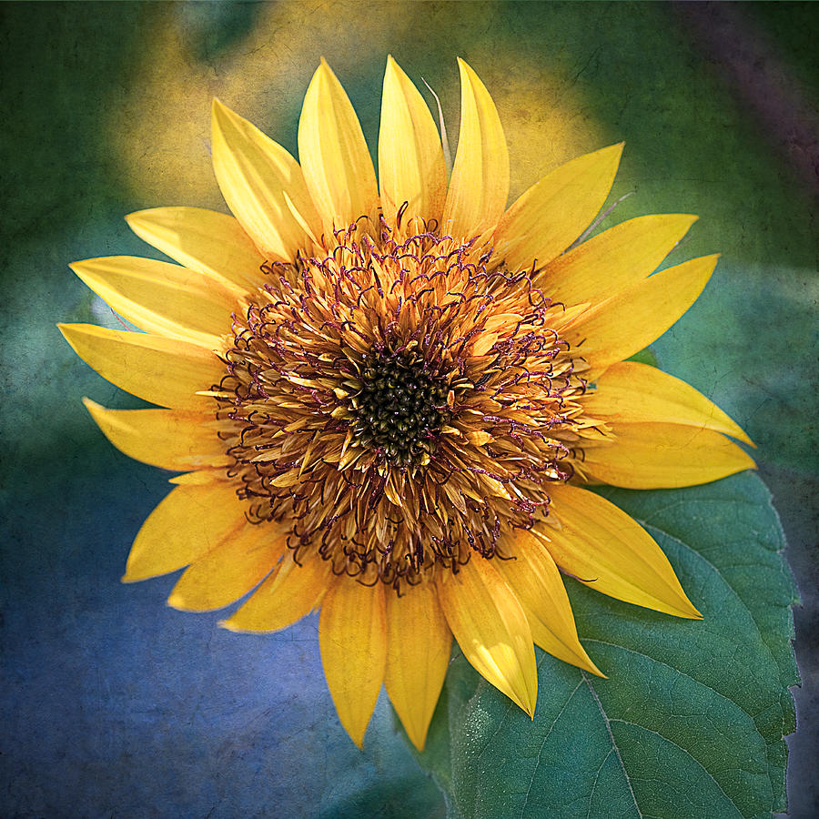 Floral Sunshine Photograph by Jeff Abrahamson