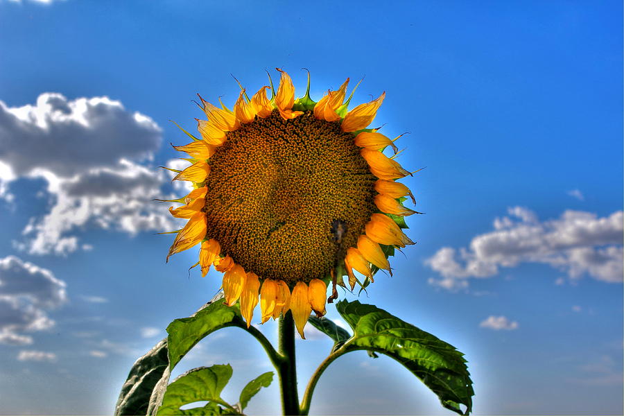 Sunflower Photograph - Floral Sunshine by Larry Trupp