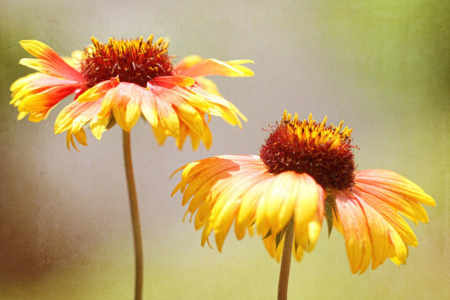 Floral Sunshine Photograph by Mary Buck